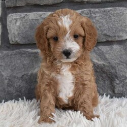 Teddy/Cavapoo									Puppy/Male	/7 Weeks,Hi my name is Teddy. I’m a sweet little Cavapoo boy. I’m very playful and well socialized. I’m great with kids and other pets. My mom is a cavalier and weighs 10 pounds and dad is a mini poodle and weighs 12 pounds. I’m up to date on shots and dewormings. I’m looking for a loving indoor home. Shipping options are available anywhere in the US. All Sunday calls are returned on Mondays. Thanks Jon