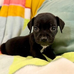 Adopt a dog:Tatum Betty/Pit Bull Terrier/Male/Baby,Meet Tatum! He is currently 4 weeks old, and we think he may be a Pit Bull Terrier mix, but with rescue its always a guess! This puppy is from a part of the US where puppies are regularly euthanized. So, this puppy needs you! If you choose a puppy from this rescue, it saves their life AND it also allows us to save the life of another in its place.

Tiny Tatum is playful, sweet, curious, and cuddly. He loves to play with his siblings and take lots of naps. Eat, sleep, play, repeat - such is puppy life! 

Tatum is still young so the will need a family that can commit to training, socialization and all the dedication puppyhood requires. His new family will need to continue with potty and crate training and daily exercise. We require a commitment from adoptive families to crate train their new puppy. When old enough, they will be perfect to go on walks and hikes or show off around your neighborhood. 

You will be guaranteed to get lots of kisses in return from your new best friend!

Application link: https://adopt.animalsfirst.com/animal/62cc8e128b02916730334440/671af802ea49c545300c3cf4

Please email tim@threelittlepittiesrescue.org with any questions.

Available for adoption in NV, MT, CO,UT, ID, OR, WA, Canada, and now the East Coast! Our PNW dogs are brought to you in style by a beautiful USDA licensed semi-truck, equipped with air conditioning for comfort, two drivers, and 2 onboard attendants providing 24 hour care. Our East Coast route will travel in a private, air conditioned 3LP-run van transport. 

Pick up day is unforgettable! You will get to follow along on their journey through a private FB Event page, where you will see photos, have the opportunity to connect with other adopters, and receive updates and constant communication along the way. One of our Adoption Coordinators can help to find the closest transport pick up location to you!

The adoption fee is $900.00 and includes all vetting as recommended by our doctor: DAPP (2 to 4 depending on age and time in the program), Bordetella, Rabies vaccine (if old enough), multiple broad spectrum deworming treatments, spay/neuter, flea prevention, 2 months of heartworm preventative, extended medical such as dentals, eye surgeries, and orthopedic surgeries prior to adoption when suggested by our partner vets, a microchip with free lifetime registration, a high quality nylon Martingale collar for dogs over 4 months old, a health certificate deeming the pup healthy for travel, cost of transport*, and many priceless years of love and loyal companionship!

*WE ARE TOLD THAT WE GO ABOVE AND BEYOND MEDICALLY. This is the feedback we tend to get, although we cannot guarantee perfect health. 
*To fully vet a dog in the PNW or the NE at many vets it would be upwards of $1,800 just to fix, vaccinate, chip, etc. The adoption fees charged by our rescue do not cover our expenses medically for each animal, but we offset costs with donations. Your adoption fee is considered a donation towards actual costs.

Why adopt from Three Little Pitties?

The stray and animal overpopulation in the Greater Houston area is the highest in the nation. Statistics show that there are over 1 million homeless animals in this region alone. Three Little Pitties Rescue is a nonprofit dog and cat rescue that partners with the community to make a difference. Our mission is to reduce the homeless pet population through community outreach, free spay and neuter services, and saving all breeds of dogs and cats from the streets or animal shelters that oftentimes have no other option but to euthanize animals for space. This dog youve found online is lucky to be in our program, and even luckier to have you notice it!

Three Little Pitties wants to set you and your new pet up for success! We know our dogs and we work hard to prepare them socially for adoption. We are a network of dedicated people who are heavily invested in seeing our animals thrive. From the moment they are accepted into our program, our Intake, Behavior & Medical teams prepare them for adoption by properly vetting, behaviorally assessing, and providing customized plans depending on the dogs needs. We seek to adopt to families who understand that these are rescue dogs and will require continued training efforts, but will be well on their way to being the best dogs that they can be!

It doesnt stop there! Our adopters also receive these special perks:

 30 day trial of pet insurance with Trupanion (must register within 24 hours of first vet appt.)
 A free private online dog training session with GoodPup plus low pricing for future sessions (approx $25 weekly for an 8 week course of one session per week)
 One free bonus toy in every BarkBox when signing up for their Super Chewer subscription plan
 70% off of your first order of Fetch, a PNW based, organic fresh dog food loaf meal subscription plan
 Coupons for a fun visit to Petco 
 Access to our exclusive FB Adopters page, where you can network for play dates, resources, and connect with other adopters that share their passion for their adopted pup!

We celebrated our 6 year anniversary this year! Through the combined efforts of all of our hardworking staff and volunteers, we have placed over 12,000 very lucky dogs and cats into amazing homes! By adopting from us, you save TWO lives! The pet you adopt, and you create an opportunity for another animal to be saved in that spot. Together, we can be heroes.

Follow our rescue journey through the links below!

https://www.threelittlepittiesrescue.org/ https://www.facebook.com/threelittlepittiesrescue https://www.instagram.com/threelittlepittiesrescue

*Due to the rising cost of fuel and transportation expenses, there will be an additional $74 surcharge for transport.

DISCLAIMER- Breed type is determined based on general appearance and behavioral characteristics, and cannot be guaranteed unless DNA test results or AKC registration were provided at intake.