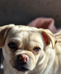 Buttercup/Pug / Jack Russell Terrier (Smooth)/Female/3 Years 2 Months,Hello, my name is Buttercup, and I'm a darling 3-year-old female Pug mix full of love and personality. My breed is known for being fun-loving and sweet, but we also have a touch of stubbornness, so I need an owner with a bit of doggie wisdom under their belt. I'm ideal for someone who works regular hours and has a moderate lifestyle. I love a good play session, but I also enjoy my nap time. I can be a bit picky with my doggie friends, so it's best if our hangouts are on a leash. I've never had any issues with other animals in the home, but it's always good to introduce new friends slowly. I need a family that understands my breed and can provide me with the right amount of exercise, training, and love. Age-wise, I'm best suited to a household with people aged 12 and up.  My vets have plans to do further surgeries and this will be completed at RSPCA Veterinary Hospital in Yagoona. I would love the chance to settle into my new home first and allow for a smoother recovery. It is recommended that you are located in the Sydney/Illawarra/Central Coast as you will need to travel to Yagoona for further vet appointments. I promise, with the right guidance, I can be the most amazing addition to your family. I hope to meet you soon!