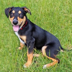 Momo/Australian Kelpie / Border Collie/Male/6 Months,Hello there, I'm Momo, a sprightly Australian Kelpie puppy, full of zest and love to give! I'm looking for a new home, preferably with someone who's around most of the time, to keep me company and engage me in play. As a high-energy pup, I require lots of physical and mental stimulation, so a secure outdoor space would be perfect for me to run around and explore. Although I'm young, my breed is known for our intelligence and quick learning, which means I need an experienced owner who can guide me through my training journey. I'm eager to learn and please, so with a little patience and understanding, we'll become the perfect team in no time! I'm also very sociable with other dogs and new people and love to make new friends. If you have experience with high-energy breeds like mine, then we could be a perfect match! Remember, a home with me is full of tail wags, puppy kisses, and endless adventure. So, if you're ready for the commitment and have a heart full of love to share, let's meet! 