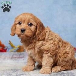 Bailey/Cavapoo									Puppy/Female	/9 Weeks,Meet Bailey, the adorable Cavapoo puppy! Raised with lots of love and care by a wonderful family, Bailey has been vet-checked and is up to date on all vaccinations, ensuring a healthy and happy start. This sweet little one is all set and eagerly waiting to join a loving new family!