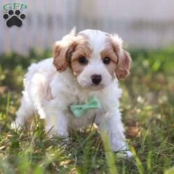 Valor/Cavapoo									Puppy/Male	/6 Weeks,Meet Valor! an irresistibly charming Cavapoo puppy ready to capture your heart! With a playful, adventurous spirit and a knack for spreading joy, He is always eager to bring happiness into every moment—whether he’s chasing after his favorite toy or snuggling in for a cozy nap. This little ray of sunshine would make a delightful addition to any loving family. Cavapoos combine the Poodle’s intelligence with the Cavalier’s gentle, friendly nature, making them not only trainable but also exceptionally eager to please!