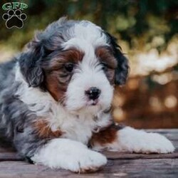 Sunflower/Mini Bernedoodle									Puppy/Female	/6 Weeks,Meet our sweet natured, friendly lil bernedoodles. They are well socialized by our children who take them with them all over the farm! Be it on wagon rides, stollere rides, or even nap time!!