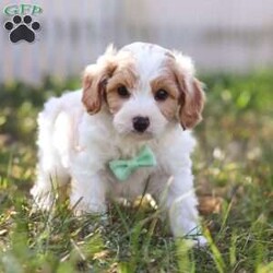 Valor/Cavapoo									Puppy/Male	/6 Weeks,Meet Valor! an irresistibly charming Cavapoo puppy ready to capture your heart! With a playful, adventurous spirit and a knack for spreading joy, He is always eager to bring happiness into every moment—whether he’s chasing after his favorite toy or snuggling in for a cozy nap. This little ray of sunshine would make a delightful addition to any loving family. Cavapoos combine the Poodle’s intelligence with the Cavalier’s gentle, friendly nature, making them not only trainable but also exceptionally eager to please!