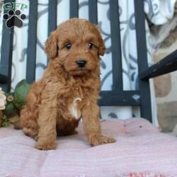 Malachi/Mini Goldendoodle									Puppy/Male	/8 Weeks,Are you looking for a pumpkin colored puppy to spice up your Autumn season? You need a Mini Goldendoodle! Our puppies are hypoallergenic, soft, and playful! Each puppy comes up to date on shots and dewormer and has been vet checked! The mother Fern is a Mini Goldendoodle and the father Johnny Boy is a Mini Poodle so your pup will have a softer and more curly coat! We offer a 1 Year Genetic Health Guarantee as well. Please call us to learn more about our puppies! 