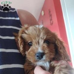 Otis/Cavapoo									Puppy/Male	/8 Weeks,This little guy is absolutely beautiful. He is red and then has the perfect amount of white -all four of his paws have white on it and he has some white on his forehead and some on his chest! very outgoing .would do very well with young kids very gentle !so much fun I love to play with him and cuddle him!He would give kisses all day long! Come see him and us out in the country today!Its beautiful right now