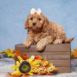 Bailey/Cavapoo									Puppy/Female	/9 Weeks,Meet Bailey, the adorable Cavapoo puppy! Raised with lots of love and care by a wonderful family, Bailey has been vet-checked and is up to date on all vaccinations, ensuring a healthy and happy start. This sweet little one is all set and eagerly waiting to join a loving new family!