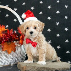 Carter/Maltipoo									Puppy/Male	/8 Weeks,Meet Carter! This super cute Maltipoo puppy is vet checked & up to date on shots & wormer. He is registered with the ICA, plus comes with a health guarantee provided by the breeder! Carter is well socialized & currently being family raised with children! If you would like more information on this sweetheart, please contact Jay Paul & Elva Shirk today!