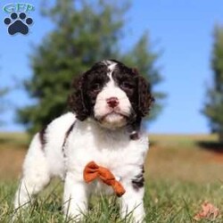 Zeke/Springerdoodle									Puppy/Male	/7 Weeks,Meet Zeke, the adorable F1B Springerdoodle! This charming little guy is the perfect mix of Springer Spaniel and Poodle, with soft, wavy curls that bounce with every step. His twinkling eyes shine with curiosity, and his little tail wags non-stop, spreading joy wherever he goes. Zeke’s sweet puppy eyes and love for cuddles make him an instant heartthrob. He’s full of energy, loves playtime, and is eager to learn new tricks to impress his favorite humans. Every day with him promises new adventures, filled with puppy love and endless tail wags!