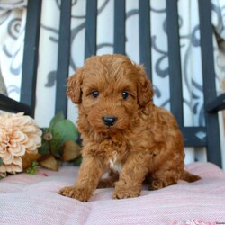 Malachi/Mini Goldendoodle									Puppy/Male	/8 Weeks,Are you looking for a pumpkin colored puppy to spice up your Autumn season? You need a Mini Goldendoodle! Our puppies are hypoallergenic, soft, and playful! Each puppy comes up to date on shots and dewormer and has been vet checked! The mother Fern is a Mini Goldendoodle and the father Johnny Boy is a Mini Poodle so your pup will have a softer and more curly coat! We offer a 1 Year Genetic Health Guarantee as well. Please call us to learn more about our puppies! 