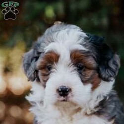 Sunflower/Mini Bernedoodle									Puppy/Female	/6 Weeks,Meet our sweet natured, friendly lil bernedoodles. They are well socialized by our children who take them with them all over the farm! Be it on wagon rides, stollere rides, or even nap time!!