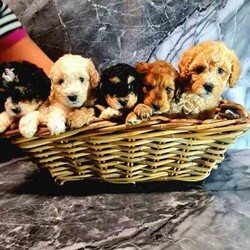 Cavapoochon / Cavapoo RARE COLOURS/Cavapoo/Cavapoochon/Mixed Litter/9 weeks,LAST 2 PUPPIES (1 girl & 1 boy)!

We have 5 gorgeous Cavapoochon puppies (1/2 x Toy Poodle, 1/4 Cavalier, 1/4 Bichon Frise).
Puppies go with 4 weeks of insurance coverage, a puppy pack (blanket, soft toy, chew toy and food), and the first vaccination and second one on 29.11 (they are ready to walk outside very soon).

All of them are very socialised and love human attention. They are raised in big family with kids, and each puppy have own personality already. You are welcome to choose/reserve from:

2 Boys:
*Red/Chocolate (this puppy is more likely to have straight Cavalier like fur)
*full Cream - SOLD

3 Girls:
*Patri Phantom White/Black
*full Apricot gold girl - SOLD
*Phantom black - RESERVED not available

Mum is small white/cream Cavachon + Dad its Prince Phantom Flash Toy Poodle (KC registered). Both parents DNA tested/cleared and documents can be presented.
Both parents have very calm personalities, super friendly. Mum never been seen aggressive or even show teeth, she is an true angel.
More photos, since birth available for new owners. Views and bonding/play with your pup very welcome when reserved.
Any questions, please ask :)