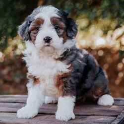 Sunflower/Mini Bernedoodle									Puppy/Female	/6 Weeks