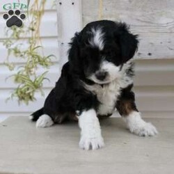 Ty/Mini Aussiedoodle									Puppy/Male	/September 16th, 2024,Here comes Ty a loving Mini Aussiedoodle puppy who is well socialized with children and family raised. This little cutie comes up to date on shots and dewormer and vet checked! The breeder offers a health guarantee on this puppy as well. If you are searching for a delightful little puppy with a gentle heart contact Susie today! 