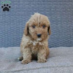 Coy/Mini Goldendoodle									Puppy/Male	/6 Weeks,Here comes the puppy of your dreams! Soft, fluffy, and kissable! This little cutie comes up to date on shots and dewormer and vet checked. The breeder made sure that the puppies are all well socialized with children and family raised. If you are interested in learning more about our puppies contact us today!