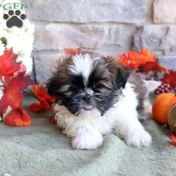 Kaleb/Shih Tzu									Puppy/Male	/8 Weeks,Kaleb is a cute and cuddly Shih Tzu puppy who is sweet natured and can be registered with the ACA! This bubbly boy is socialized and ready to meet you! Kaleb comes home vet checked and up to date on shots and de-wormer, plus the breeder will provide a health guarantee for this playful pup! Meet Kaleb by scheduling an appointment with Amos Glick today!