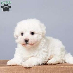 Snowball/Bichon Frise									Puppy/Male	/6 Weeks,Are you looking for a soft, cuddly friend for yourself or a loved one? Meet little Snowball! He will bring you lots of love and cheer with his puppy kisses and sweet personality! Snowball is active, socialized, and loves both adults and children. He was born on October 1st to Bichon Frise parents, Mindy and Rambo. Snowball was the only boy among five sisters! Mom weighs 14 lbs, and Dad weighs 10 lbs, so we expect Snowball to be between 10 and 14 lbs full-grown. He is up to date on vaccines and dewormers and will be ready for his forever home on November 26 or anytime after. He comes with a 30-day health guarantee, plus food, a blanky, a toy, a treat, and his paperwork from the vet!