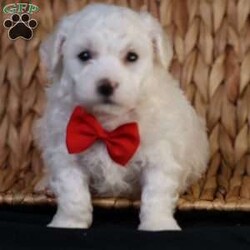 Bobby/Bichon Frise									Puppy/Male	/5 Weeks, is a happy, cuddly Bichon Frise puppy with a heart of gold. With her fluffy white coat and sparkling eyes, she’s a bundle of joy waiting to fill your days with love and laughter.