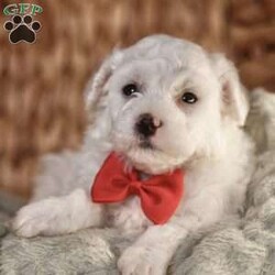 Bobby/Bichon Frise									Puppy/Male	/5 Weeks, is a happy, cuddly Bichon Frise puppy with a heart of gold. With her fluffy white coat and sparkling eyes, she’s a bundle of joy waiting to fill your days with love and laughter.