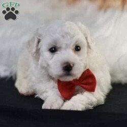 Bobby/Bichon Frise									Puppy/Male	/5 Weeks, is a happy, cuddly Bichon Frise puppy with a heart of gold. With her fluffy white coat and sparkling eyes, she’s a bundle of joy waiting to fill your days with love and laughter.