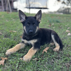 Adopt a dog:Atlas/German Shepherd Dog/Male/9 weeks,Atlas is ready to go to the ends of the world for you! He is loving and full of personality. Atlas is up to date on his age appropriate puppy vaccinations and vet checks to ensure that he is happy and healthy before venturing out into the world to make that journey home to his FUR-ever family. Could that special family be you? He can’t wait to meet you and be apart of your family!