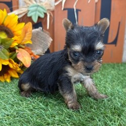 Adopt a dog:Vince/Yorkshire Terrier/Male/6 weeks,Hello! My name is Vince! Am I not the cutest puppy you have ever seen? That is what everyone keeps telling me. Not only am I cute, but I also have a great personality too. Before arriving home, I will be up to date on my vaccinations and be pre-spoiled. I will make the perfect best friend and companion! So, what are you waiting for? Choose me today!