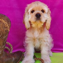 Adopt a dog:Buffy/Cocker Spaniel/Female/11 weeks,Buffy is sweet as sugar and super lovable. She loves to play time and nap time. She is full of energy and definitely keeps you entertained. She is the tried-and-true companion that you'd be lucky to have. You can rely on Buffy to always make you laugh with all the funny, little things she does. Buffy will have a nose-to-tail vet check and arrive with a current health certificate. She has a very loving personality and she's looking for a home where she will be able to share that love with you. Bring this sweet, baby girl home soon.