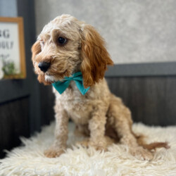 Adopt a dog:Duke/Cavapoo/Male/21 weeks,Duke is the name and making you laugh is my game. I'm a silly pup who loves to play around. I'm quite the little cut up. I just know that with me by your side you will never be bored. I will be your best friend for life. We will play, cuddle, and kiss as often as possible and I promise to always keep you entertained and happy. We are a match made in heaven, so make the call that brings me home!