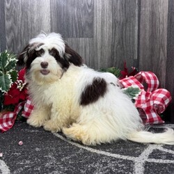 Adopt a dog:Hudson/Havanese/Male/21 weeks,Why roll the dice to see what you get when I'm the cutest puppy for your family to get. Throw me a ball or show me your lap, it won't take you long to figure out where I'm at! I may be young now, cute and cuddly at best, but wait until I get bigger and it's lots of adventures with no rest! Take me home now and you will not regret it. The bond that we'll build, of love and affection, will make a lifelong partnership and an unforgettable connection!