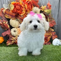 Adopt a dog:Mable/Coton de Tulear/Female/15 weeks,Hi, my name is Mable. I am so excited I love to be around people, and you will enjoy being with me! I’m looking forward to meeting my new forever family. Could that be with you? I sure hope so. I am a gorgeous puppy with a personality to match. I am also up to date on my vaccinations and vet checked from head to tail, so when you see me, I will be as healthy as can be. What are you waiting for? I know I will be the best friend you have dreamed of.