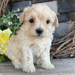 Adopt a dog:Sally/Maltipoo/Female/5 weeks,Hi! My name is Sally. I am a very gorgeous and unique puppy. I am now taking applications for my new family. I want to live with them forever, so I must make sure that I choose the right one! I am told that I am very smart, sweet, and playful. I love to watch what you do very attentively. Spending time with you will make me the happiest puppy ever! Sometimes I feel the need to give you puppy kisses! I prefer to kiss your nose, as there is something so funny about human noses; they make me giggle. I also really enjoy chasing my tail. I don't know what that thing does back there, but it intrigues me. I have yet to catch it, but I'll keep trying. I am looking for a family that will love and spoil me, as long as you let me spoil you with my love too. I think you could be the one for me!