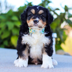 Adopt a dog:Jordan/Bernedoodle/Male/7 weeks,Hi, I'm Jordan! It's very nice to meet you. I am a very outgoing puppy looking for a family where I would fit in! If you think you could be that family, hurry up and pick me up. I will be up to date on my vaccinations before coming home to you, so we can play as soon as I get there. I'm very excited about meeting my new family, so please don't make me wait too long!