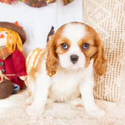 Adopt a dog:Amy/Cavalier King Charles Spaniel/Female/10 weeks,I'm Amy! It's very nice to meet you. Are you looking for a lifelong companion? Look no further. I am here and just perfect for you. Trust me! I am very loyal, and I can make you smile with just the way I wag my tail. I have a wonderful disposition. Oh! Did I mention that I'm as healthy as can be? Oh, silly me! I'm up to date on my vaccinations and vet checked from head to tail. I bet you are excited now, aren't you? Well, choose me today!