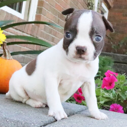 Adopt a dog:Drake/Boston Terrier/Male/11 weeks,I have a lot of adventures planned for you and me. Are you the lucky one for me? I sure hope so! My name is Drake and I’m a cutie. I love to share, and I’m good at it, too. If you like, you can cuddle with me in my doggy bed on those cold nights. I’ll make plenty of room for you. You can take me for long walks, as I’m always on my best behavior. I’ll be the center of attention with my shiny coat and brilliant personality. When I arrive to my new home, I will be up to date on my puppy vaccinations and vet checked from head to tail. Don’t miss out on me!