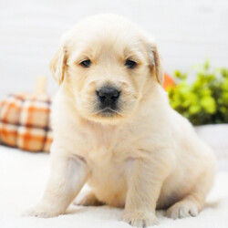 Adopt a dog:Maisy/Golden Retriever/Female/4 weeks,Hi, I'm Maisy! It's very nice to meet you. I am a very outgoing puppy looking for a family where I would fit in! If you think you could be that family, hurry up and pick me up. I will be up to date on my vaccinations before coming home to you, so we can play as soon as I get there. I'm very excited about meeting my new family, so please don't make me wait too long!