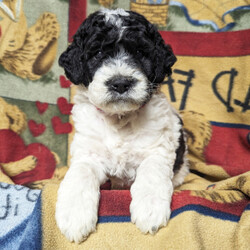 Adopt a dog:Parson/Bernedoodle/Male/6 weeks,I am ready to be your little rascal! You will love my spunky attitude, I promise! When you love on me, I will enjoy every minute of our snuggles. When you want to play with me, just say the word! I'm always up for fun! I am so good with children and other dogs. You can rest assured I will be your loyal best friend! Choose me today, and you'll be so happy you did!