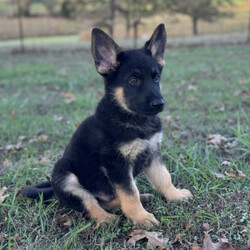 Adopt a dog:Atlas/German Shepherd Dog/Male/9 weeks,Atlas is ready to go to the ends of the world for you! He is loving and full of personality. Atlas is up to date on his age appropriate puppy vaccinations and vet checks to ensure that he is happy and healthy before venturing out into the world to make that journey home to his FUR-ever family. Could that special family be you? He can’t wait to meet you and be apart of your family!