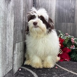 Adopt a dog:Hudson/Havanese/Male/21 weeks,Why roll the dice to see what you get when I'm the cutest puppy for your family to get. Throw me a ball or show me your lap, it won't take you long to figure out where I'm at! I may be young now, cute and cuddly at best, but wait until I get bigger and it's lots of adventures with no rest! Take me home now and you will not regret it. The bond that we'll build, of love and affection, will make a lifelong partnership and an unforgettable connection!