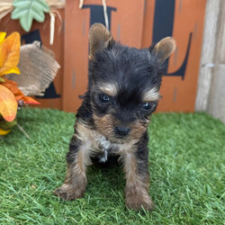 Adopt a dog:Vince/Yorkshire Terrier/Male/6 weeks,Hello! My name is Vince! Am I not the cutest puppy you have ever seen? That is what everyone keeps telling me. Not only am I cute, but I also have a great personality too. Before arriving home, I will be up to date on my vaccinations and be pre-spoiled. I will make the perfect best friend and companion! So, what are you waiting for? Choose me today!