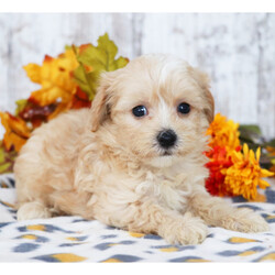 Adopt a dog:Asher/Maltipoo/Male/6 weeks,Well, hello there! My name is Asher, and it is a pleasure to meet you. I am looking for the perfect family for me. I love being the center of attention and making my friends and family laugh. I am the all-around perfect pup! I look forward to my walks and nap times. Just put on a good movie and I will be there curled up right next to you before you know it. I promise to come home up to date on my puppy vaccinations and pre-spoiled. I am a very happy, healthy puppy and I am sure I will make that perfect addition to your loving family. Make me the newest member and I will be sure to have puppy kisses waiting just for you.