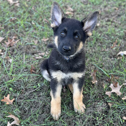 Atlas/German Shepherd Dog/Male/9 weeks