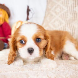 Adopt a dog:Amy/Cavalier King Charles Spaniel/Female/10 weeks,I'm Amy! It's very nice to meet you. Are you looking for a lifelong companion? Look no further. I am here and just perfect for you. Trust me! I am very loyal, and I can make you smile with just the way I wag my tail. I have a wonderful disposition. Oh! Did I mention that I'm as healthy as can be? Oh, silly me! I'm up to date on my vaccinations and vet checked from head to tail. I bet you are excited now, aren't you? Well, choose me today!