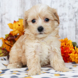 Adopt a dog:Asher/Maltipoo/Male/6 weeks,Well, hello there! My name is Asher, and it is a pleasure to meet you. I am looking for the perfect family for me. I love being the center of attention and making my friends and family laugh. I am the all-around perfect pup! I look forward to my walks and nap times. Just put on a good movie and I will be there curled up right next to you before you know it. I promise to come home up to date on my puppy vaccinations and pre-spoiled. I am a very happy, healthy puppy and I am sure I will make that perfect addition to your loving family. Make me the newest member and I will be sure to have puppy kisses waiting just for you.