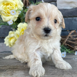 Adopt a dog:Sally/Maltipoo/Female/5 weeks,Hi! My name is Sally. I am a very gorgeous and unique puppy. I am now taking applications for my new family. I want to live with them forever, so I must make sure that I choose the right one! I am told that I am very smart, sweet, and playful. I love to watch what you do very attentively. Spending time with you will make me the happiest puppy ever! Sometimes I feel the need to give you puppy kisses! I prefer to kiss your nose, as there is something so funny about human noses; they make me giggle. I also really enjoy chasing my tail. I don't know what that thing does back there, but it intrigues me. I have yet to catch it, but I'll keep trying. I am looking for a family that will love and spoil me, as long as you let me spoil you with my love too. I think you could be the one for me!