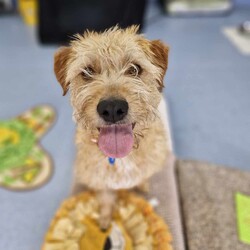 Adopt a dog:Camilla/Golden Retriever / Poodle (Standard)/Female/10 Months,Hi there, my name is Camilla! I'm a sweet, 10-month-old Golden Retriever mix girl with a heart full of love to give. I'm still a puppy, so I'm curious about everything and eager to learn about life. I may look a little different as I only have three legs, but I'm a little go-getter with plenty of energy. I promise that with lots of patience and training, I'll be the best girl you could ever dream of! I'm quite sociable with my fellow doggies, but I don't have much experience with other animals. That said, I'm open to making friends of all kinds. I'm looking for a quiet, calm household where someone can be home most or all of the time – I like company and I'm still learning about the world, so having you around would be a big help. Did I mention that I love to be active? I have a moderate lifestyle, so a daily walk or a fun game of fetch would make my tail wag with joy. If you have kids aged 10 years or older, I would love to play with them too when I'm all settled into your home! So, if you're looking for a loyal, loving, and fun companion, I'm your girl. I can't wait to meet you and become a part of your family! -Lvl 2 ART Adoption -Quiet home -Must meet other dogs -Dog confident children over 10 yrs Someone home more often than not -Time alone handout -Ongoing Positive Reinforcement Training