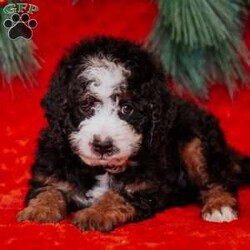 Barry/Mini Bernedoodle									Puppy/Male	/8 Weeks,Do you love Bernese Mountain dogs but struggle with the heavy shedding then take a look at this puppy. With their poodle hair but Bernese happy personality they are sure to please.