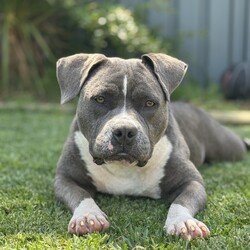 Adopt a dog:Tikki/American Staffordshire Terrier/Female/1 Year 1 Month,Hi!, thanks for stopping by. I’m Tikki and I’m a brave young staffy pup ready to take on my next adventure. I came here at no fault of my own, I have had a rough start to my life but was lucky enough to be scooped up into a foster care home to start learning what the world has to offer me. I’m a shy girl who as I said came from some rough beginnings but I have a great big personality that will shine right through once I’m comfortable with the right people. I can be nervous when I meet new people but I am very confident with other dogs, I might even prefer them over people. I would love to go home with another dog as they tend to make me feel more comfortable as they can guide me and show me how to be a real dog. I will need someone who is experienced in doggy body language and can tell when I'm not so comfortable in certain situations. Someone who understands my quirks and needs along with lots of patience will be essential for me to settle into my new home. I am quite an independent pup who likes to be interacted with on my own terms. I'll let you know when I want a pat!. I am extremely food motivated and that’s usually the way to my heart. I enjoy my quiet time and will benefit from my own little safe haven in the home that I can go to when life gets a little overwhelming for me, that would be perfect. Additionally, a quiet/calm household is something I would benefit from. Besides the mentioned above, I am still your typical staffy who likes to play and get big bursts of energy and can sometimes be a little boisterous, I hope you don’t mind!  if you have some interest in me, please don’t hesitate to complete our expression of interest form  Much love,  Tikki xx -Experienced owner  -Must meet all family -No children under 12  -Must go home with another dog  -Indoor/outdoor access no apartment