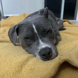 Adopt a dog:Tikki/American Staffordshire Terrier/Female/1 Year 1 Month,Hi!, thanks for stopping by. I’m Tikki and I’m a brave young staffy pup ready to take on my next adventure. I came here at no fault of my own, I have had a rough start to my life but was lucky enough to be scooped up into a foster care home to start learning what the world has to offer me. I’m a shy girl who as I said came from some rough beginnings but I have a great big personality that will shine right through once I’m comfortable with the right people. I can be nervous when I meet new people but I am very confident with other dogs, I might even prefer them over people. I would love to go home with another dog as they tend to make me feel more comfortable as they can guide me and show me how to be a real dog. I will need someone who is experienced in doggy body language and can tell when I'm not so comfortable in certain situations. Someone who understands my quirks and needs along with lots of patience will be essential for me to settle into my new home. I am quite an independent pup who likes to be interacted with on my own terms. I'll let you know when I want a pat!. I am extremely food motivated and that’s usually the way to my heart. I enjoy my quiet time and will benefit from my own little safe haven in the home that I can go to when life gets a little overwhelming for me, that would be perfect. Additionally, a quiet/calm household is something I would benefit from. Besides the mentioned above, I am still your typical staffy who likes to play and get big bursts of energy and can sometimes be a little boisterous, I hope you don’t mind!  if you have some interest in me, please don’t hesitate to complete our expression of interest form  Much love,  Tikki xx -Experienced owner  -Must meet all family -No children under 12  -Must go home with another dog  -Indoor/outdoor access no apartment