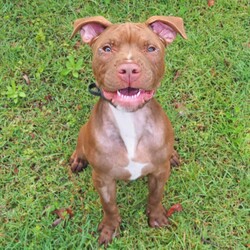 Adopt a dog:Earl/Staffordshire Bull Terrier / Rhodesian Ridgeback/Male/5 Months,Hi, my name is Earl! I'm a handsome young puppy bursting with energy, sunshine and rainbows! I found myself in a dark place with my siblings, someone picked us up and took us to the vet, then we ended up here at the RSPCA, now we are ready to go on new adventures and find loving homes! I have had a few issues with my eyes not being how they should be, but some lovely caring vets are looking after me, and I'm SO close to having my (hopefully) final surgery to fix my eyelids – They're pretty sore right now, I can't wait to be all better. I really enjoy playing with my toys and running around with pigs' ears, I can be jumpy at times and if lots is going on, I can become too excited. For this reason, I am suited to a home with older children over the age of 10, just to prevent any mishaps! If you're looking for a new mate that you can train, build a bond with, take to the beach and puppy school, take me into consideration, I promise I will melt your heart with my gorgeous boof face. XX Earl My adoption fee = $620 & I come desexed & microchipped, with my vaccinations, flea, tick & worming treatments all started. Please give the Coffs Harbour shelter a call today if you'd like to meet me, and remember, you will need to bring all members of the household, including any other dogs, when you come down.