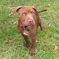 Darnell/Staffordshire Bull Terrier / Rhodesian Ridgeback/Male/8 Months,Hi, I'm Darnell! Let me tell you, I'm the cutest puppy around these parts! I have a lovely squishy wrinkly face that you will just fall in love with, the handlers at the shelter think I'm an absolute delight! I'm full of puppy love ready to take on the world and find a loving family I can call my very own. Ideally, I'd love a big secure yard to play with my toys in, cozy warm sleeping spots, lots of delicious food to keep me growing big and strong, and lots of attention and silly games to keep me busy! If you are ready for a whirlwind of cuteness, come and see me, I bet you will fall in love within seconds! I didn't have the best start to life and I find life quite overwhelming, so I'm on some special medication that helps with that. You will need to have a conversation with my vets before being able to adopt me. If you'd like to meet me, please call the Coffs Harbour shelter today! You will need to bring down all members of the household as well as any dogs when you come to meet me. XX Darnell